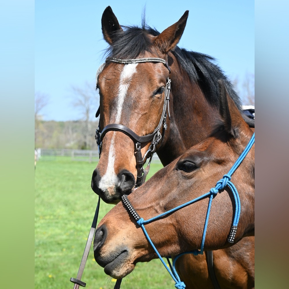 Meet your Posher, Ashleigh